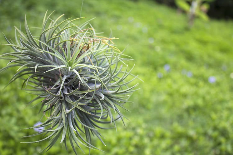 clavel del aire clavel del aire