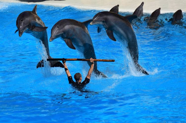 Delfines maltratados en shows