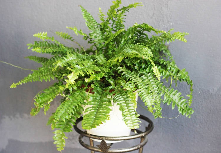 The fern is very useful for treating some of the most common ailments.