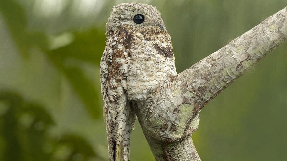 potoo famosa por sus ojos amarillos y su boca ancha, que se esconde entre los troncos de los bosques.
