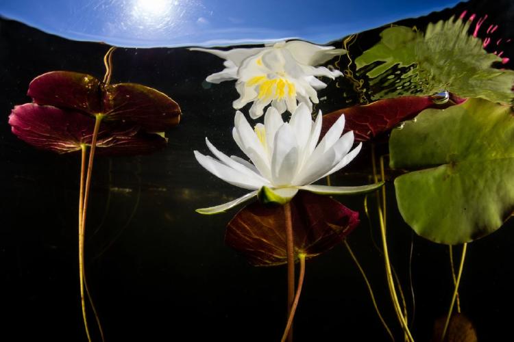 plantas cop16 plantas cop16