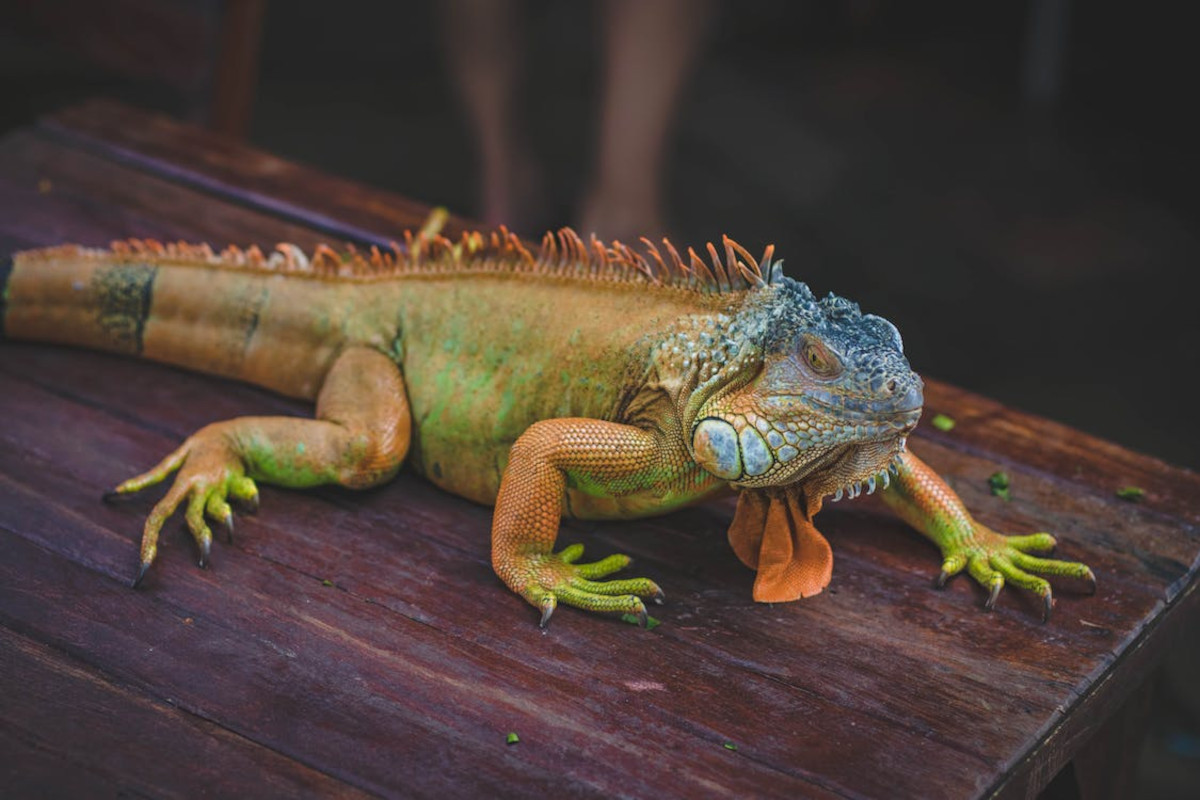 iguana iguana