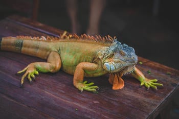 iguana