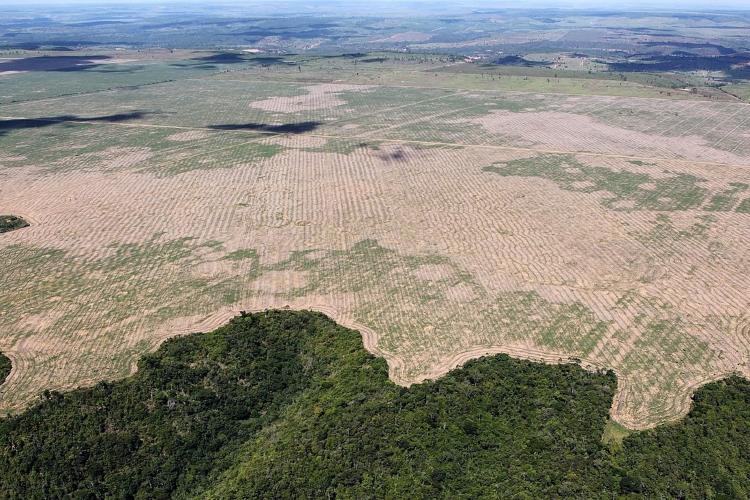 amazonas deforestacion amazonas deforestacion