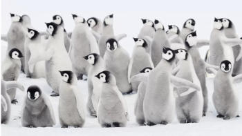 pinguinos emperador