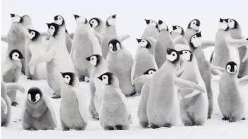 pinguinos emperador