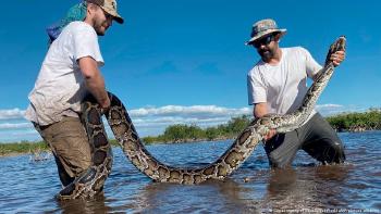 Serpiente pitón gigante capturada Florida