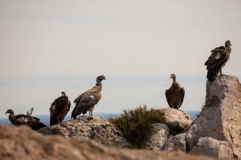 CONDOR CREDITO TOMÁS CUESTA ECOPARQUE2 min