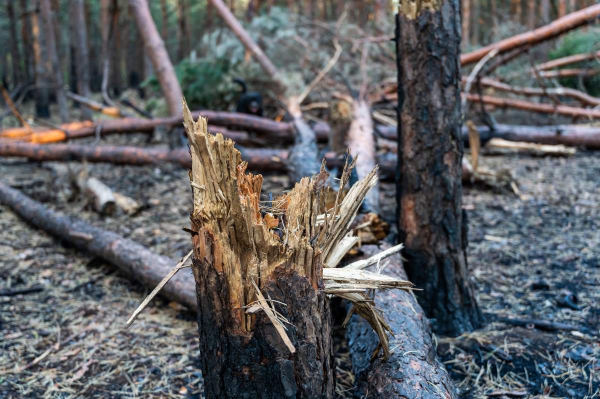 Siria bosques