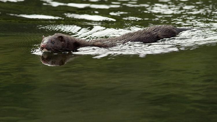 Vison americano Vison americano nadando