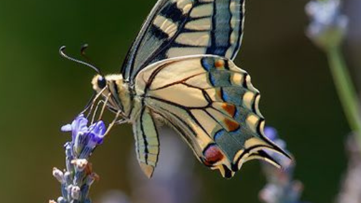 La Salvia uliginosa es una planta herbácea perenne originaria del sur de Brasil, Uruguay y Argentina. (Foto: Pinterest)