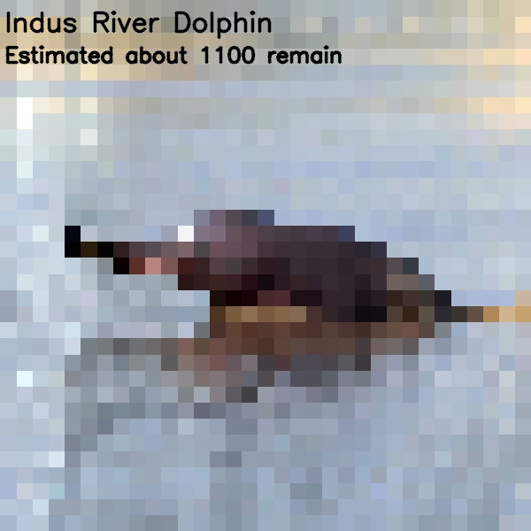 10 indus river dolphin 1 100