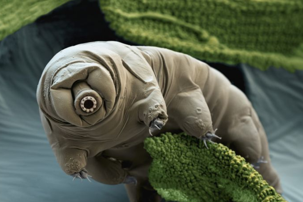 tardígrados Se trata de un animal casi inmortal que podría resistir en el espacio. (Foto: Pinterest)