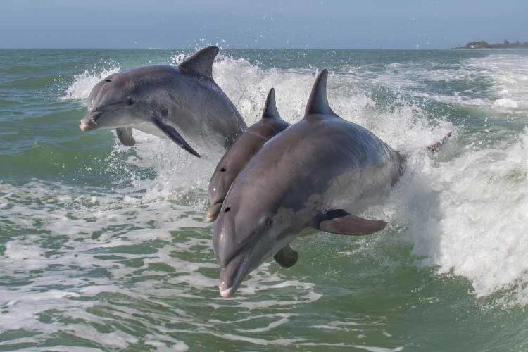 delfines