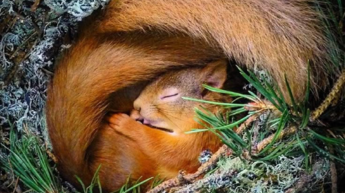 ardilla roja La IA puede salvar a las ardillas en peligro de extinción (Foto: Pinterest)