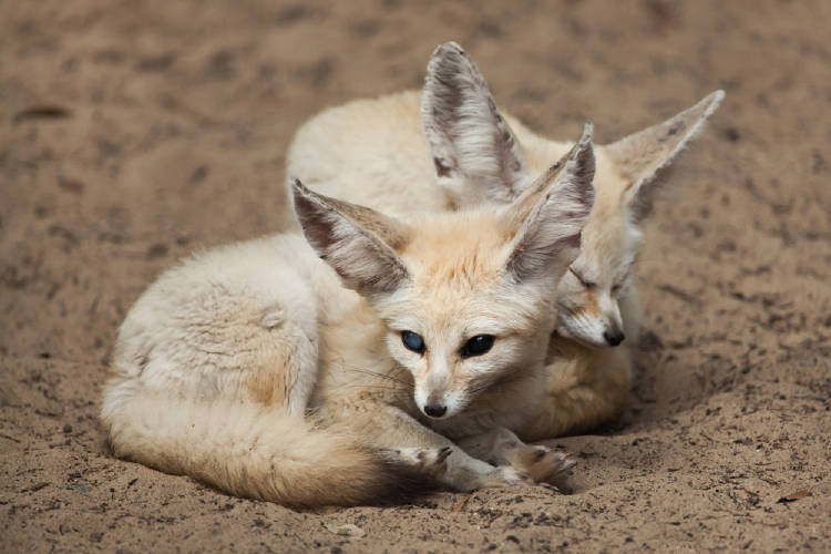 fennec