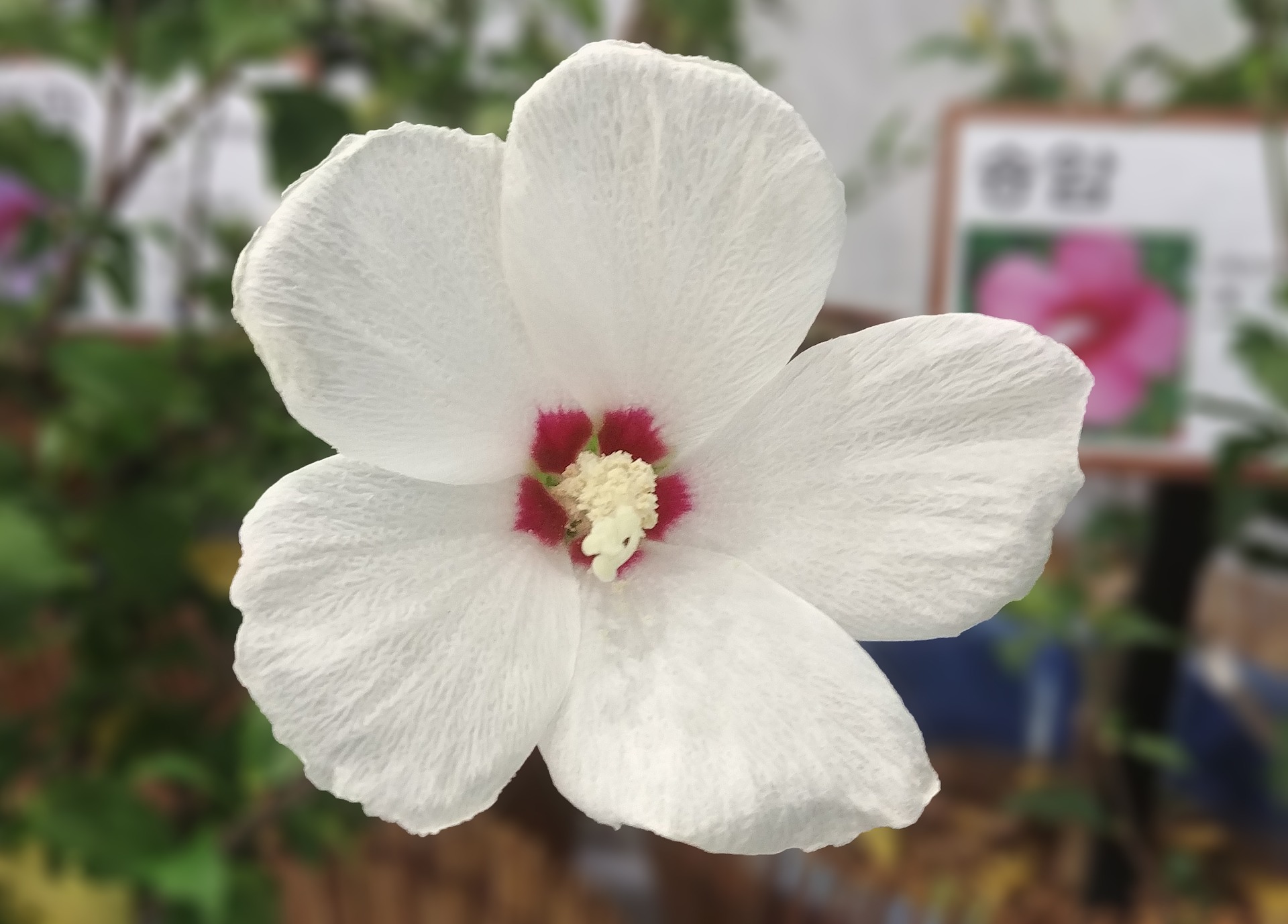 rosa de saron rosa de sarón