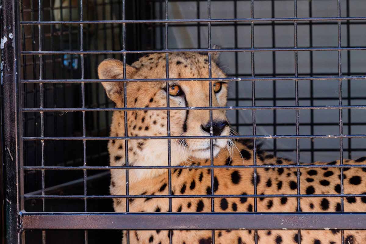 guepardo jaula guepardo jaula
