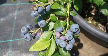 Cómo cultivar arándanos en casa de manera fácil Cómo cultivar arándanos en casa de manera fácil
