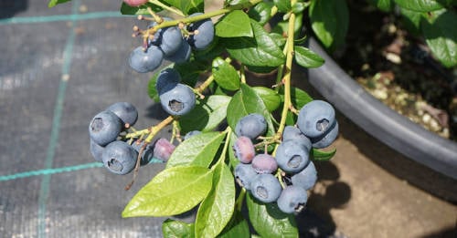 Cómo cultivar arándanos en casa de manera fácil Cómo cultivar arándanos en casa de manera fácil