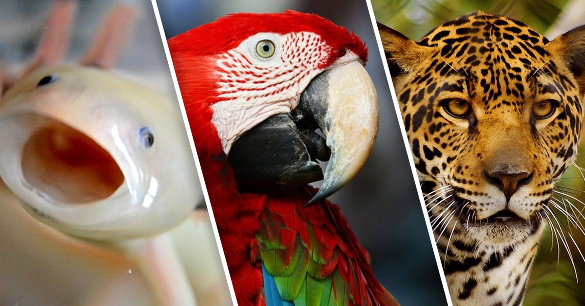 Estas 5 especies mexicanas están por extinguirse. ¿Quiénes pudieron hacer algo? Estas 5 especies mexicanas están por extinguirse. ¿Quiénes pudieron hacer algo?