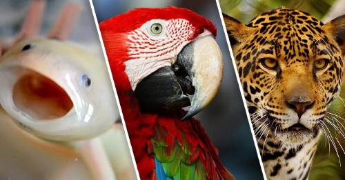 Estas 5 especies mexicanas están por extinguirse. ¿Quiénes pudieron hacer algo?