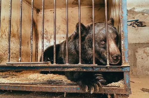 osa cautiverio2 osa cautiverio2