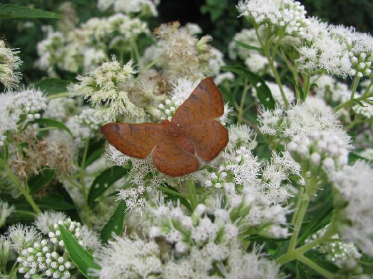 Mariposas en el Jardín Botánico de la Ciudad