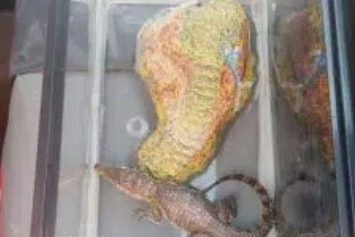 cocodrilo Cocodrilo rescatado de comercio ilegal de especies en México. Foto: El Heraldo.