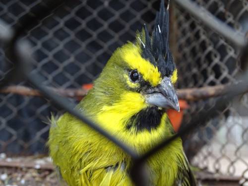 El tráfico de fauna y la salud en tiempos de pandemia