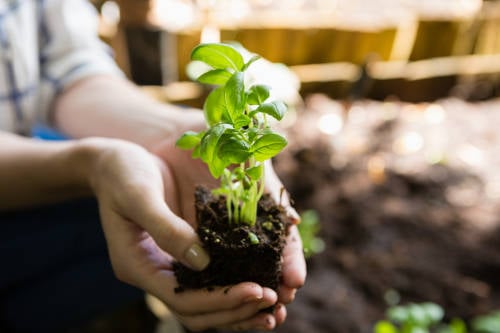 manos sosteniendo la tierra manos sosteniendo la tierra