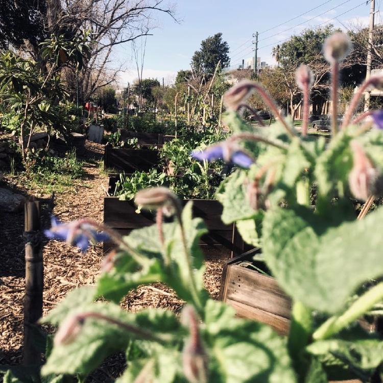 huerta borraja huerta borraja