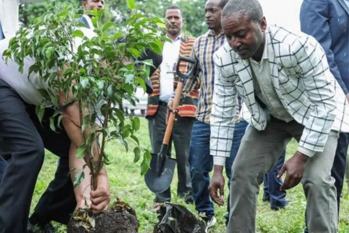 Plantaron 350 millones de árboles en un día y sorprendieron al mundo