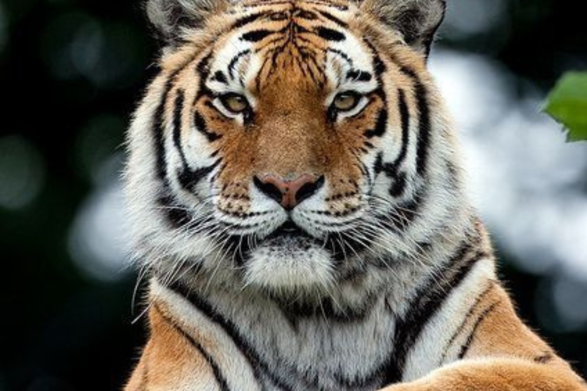 La estrategia incluye la posible introducción de tigres siberianos, genéticamente cercanos al extinto tigre del Caspio, acompañada de un plan de monitoreo científico (Imagen: Pinterest)