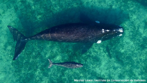 madre y cria 1x 720x375 madre y cria 1x 720x375