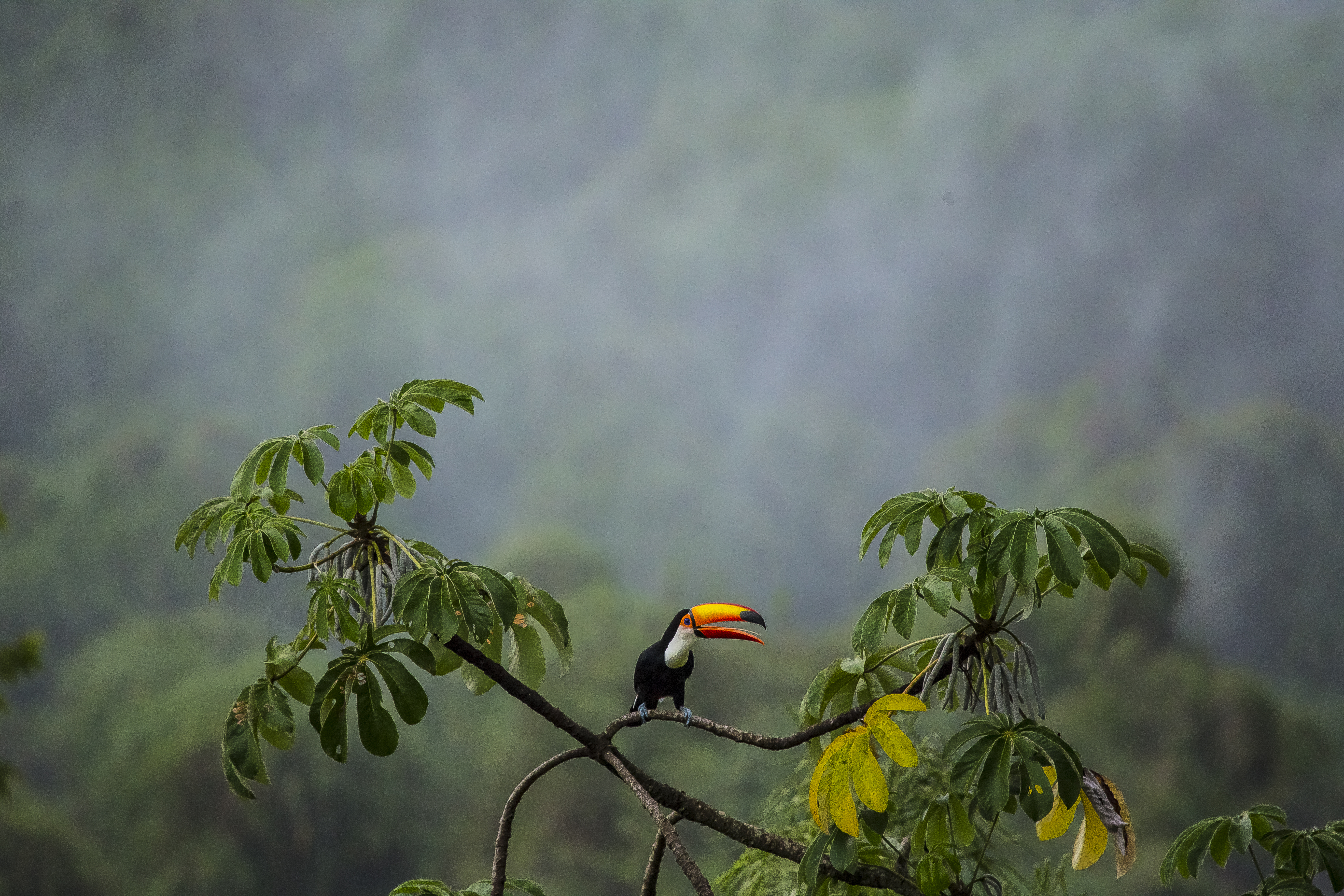 Emilio White(1) Emilio White(1)