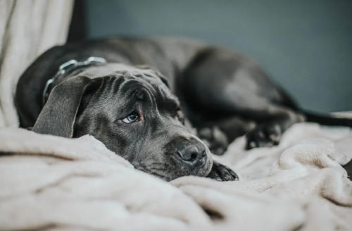 perro troste pexels perro troste pexels