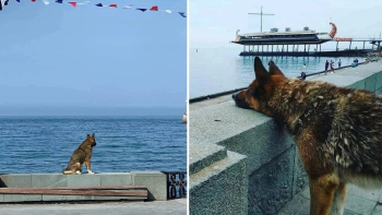 hachiko de crimea_425583_2_650364eb06af7 hachiko de crimea_425583_2_650364eb06af7