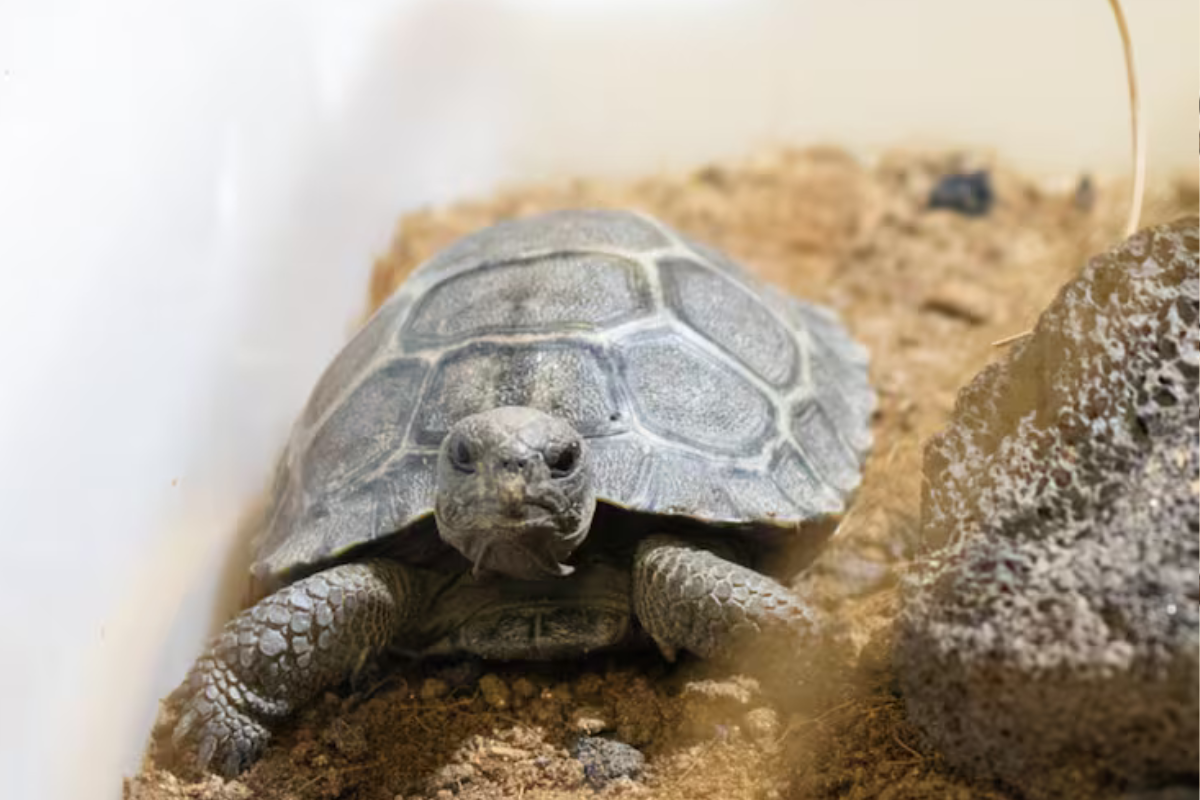 tortugas Cuatro nuevas crías llegaron al mundo gracias a un cuidadoso proceso de incubación artificial FOTOGRAFÍA: PHILADELPHIA ZOO Instagram