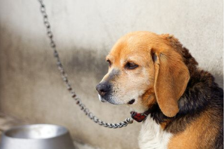 perro encandenado Imagen: Pinterest