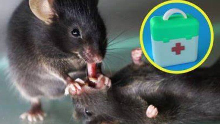 ratas El experimento consistió en exponer a ratones conscientes a compañeros que estaban anestesiados.