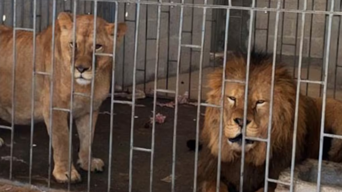 Puebla: rescatan a dos leones enjaulados en un camión.