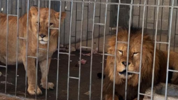 leones Puebla: rescatan a dos leones enjaulados en un camión.
