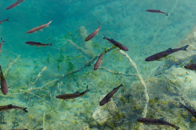 peces truchas peces truchas