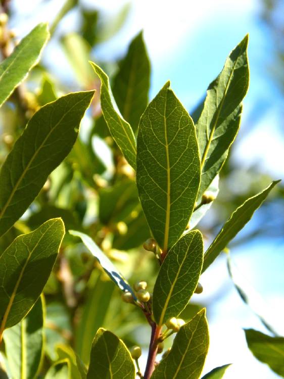 laurel Usos del laurel