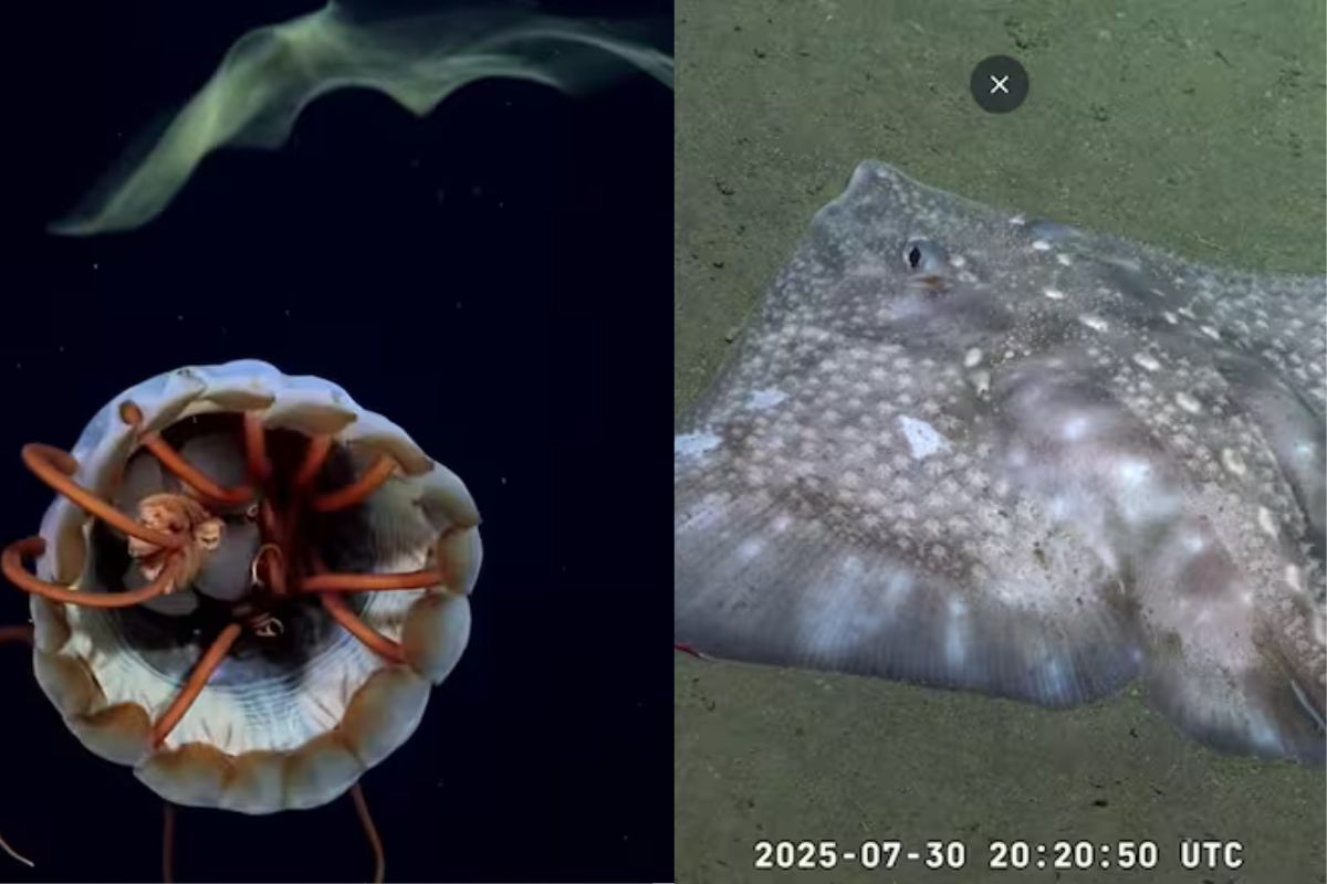 La transmisión formó parte de la campaña Talud Continental IV (Foto: Captura YouTube Schmidt Ocean)