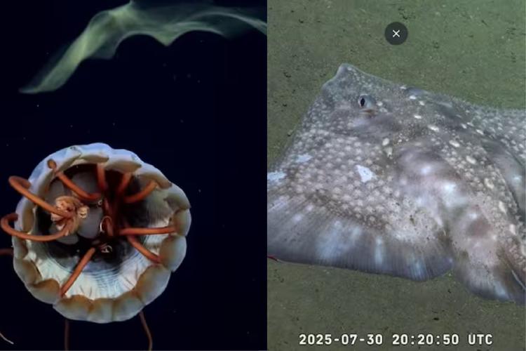 especies marinas La transmisión formó parte de la campaña Talud Continental IV (Foto: Captura YouTube Schmidt Ocean)