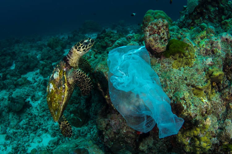 tortuga bolsas plasticas