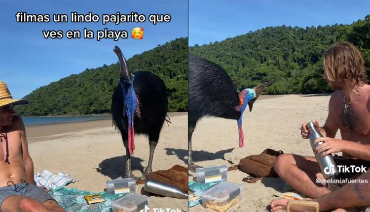 casuario tiktok @melaniafuentes_ casuario tiktok @melaniafuentes_
