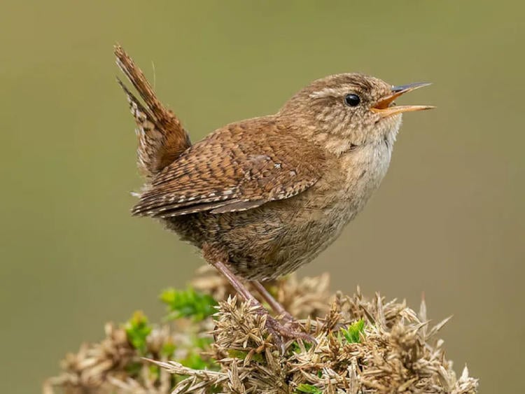 chochín común2 chochín común2